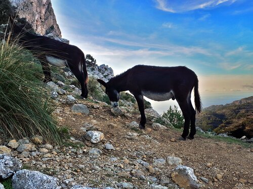 Donkeys on the climb to the Cornador Gran