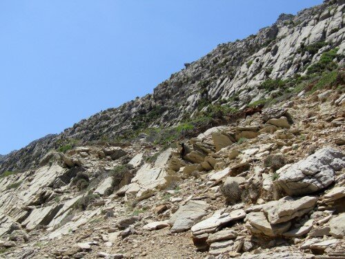 Goats at the Serra del Cavall Bernat