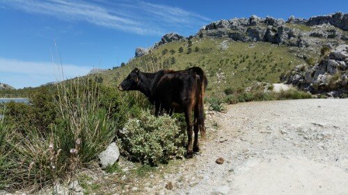 Camino de vuelta por Cúber