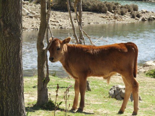 Calf near Cuber