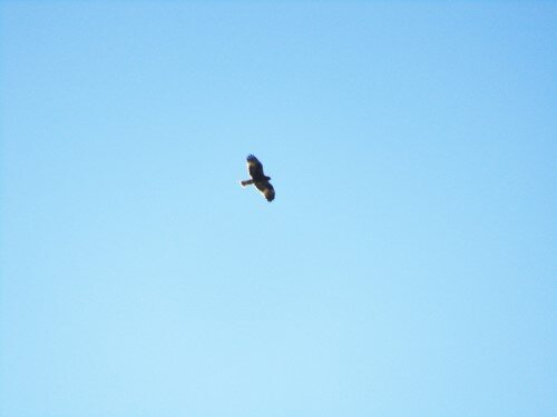 "Xoriguer" flying over the hermitage