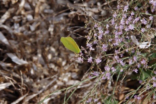 Butterfly in Es Caló