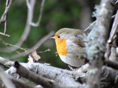 Robin in the Son Massip forrest